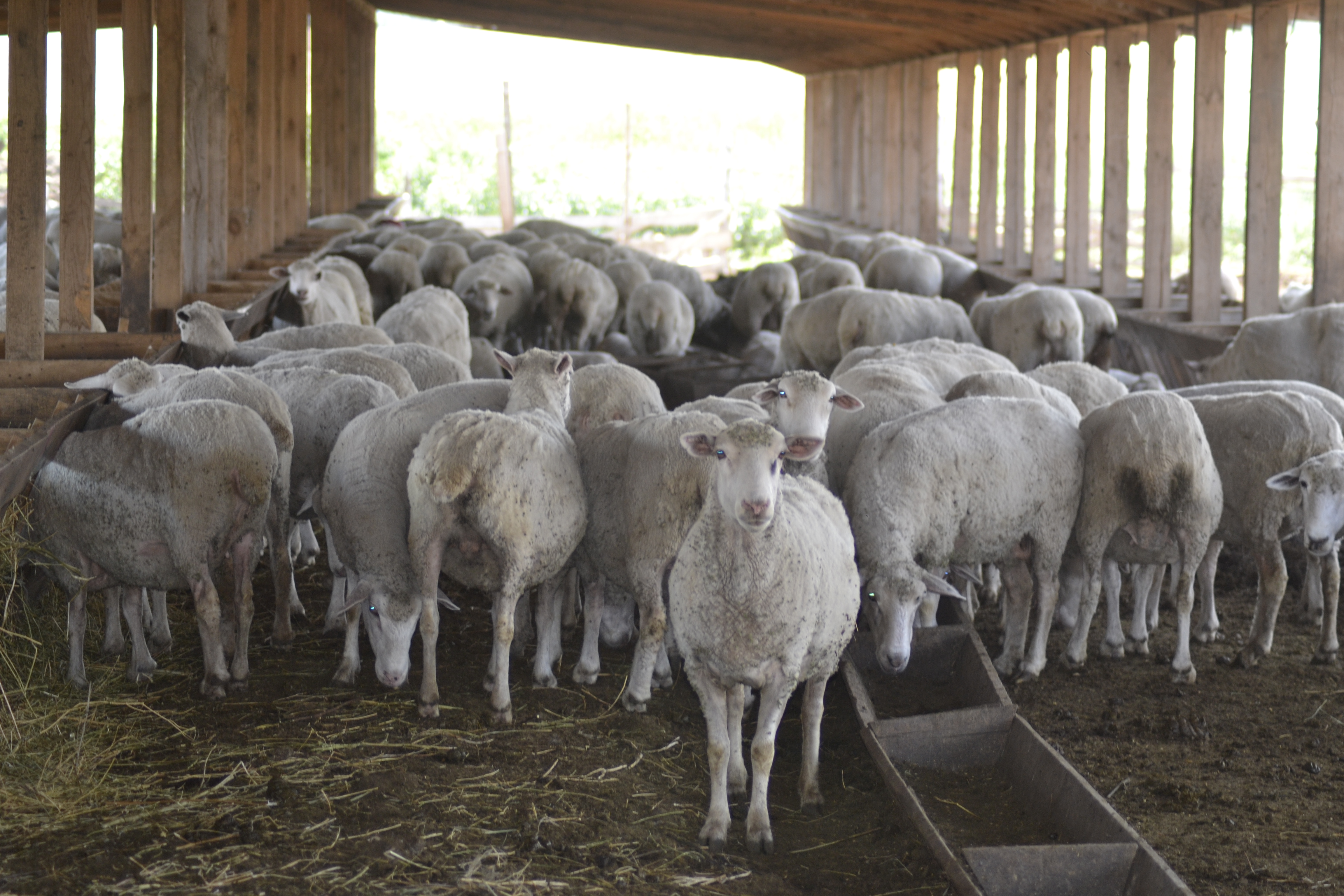 Овца куйбышевской породы - изображение 4