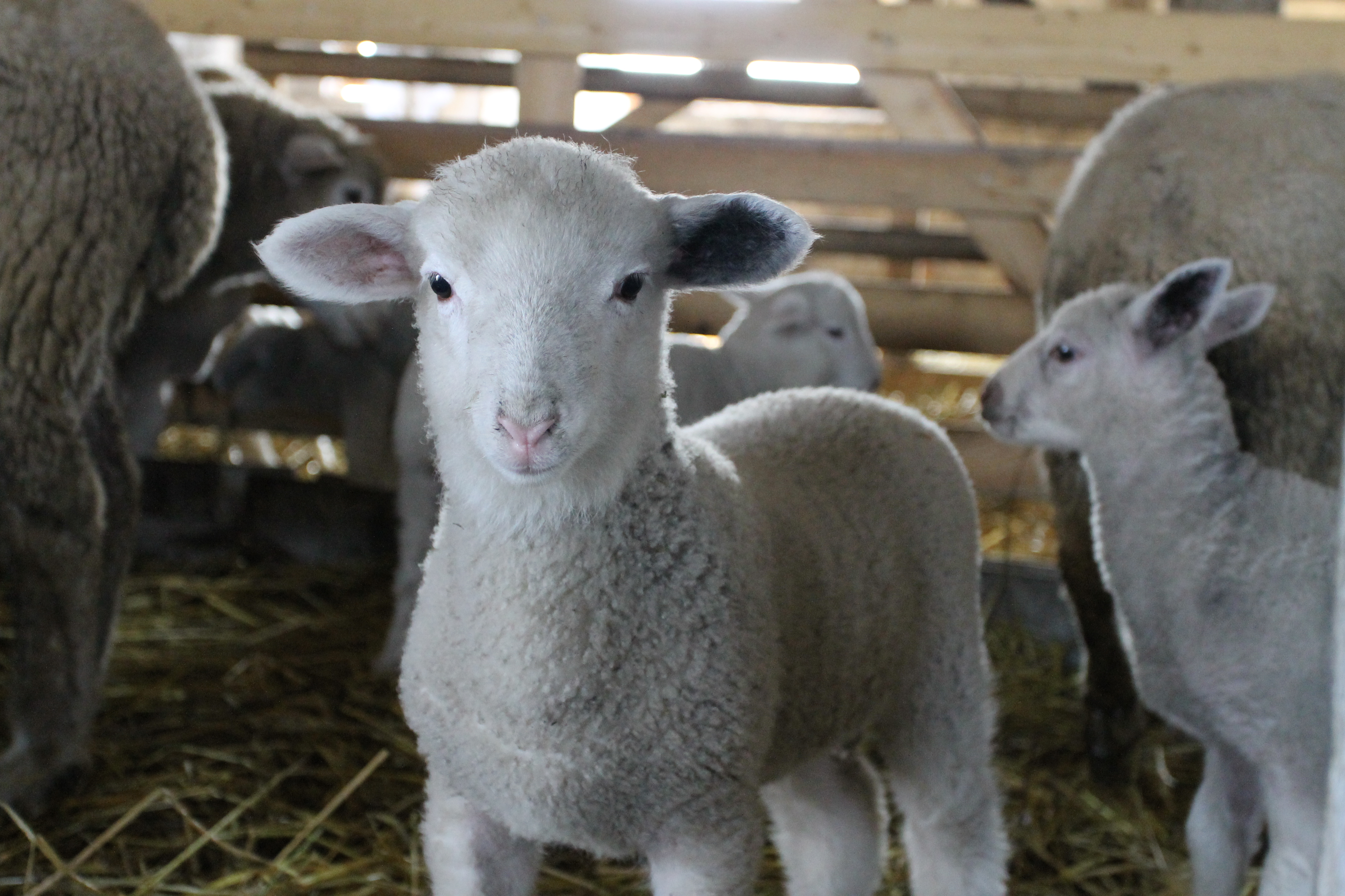 Овца куйбышевской породы - изображение 3