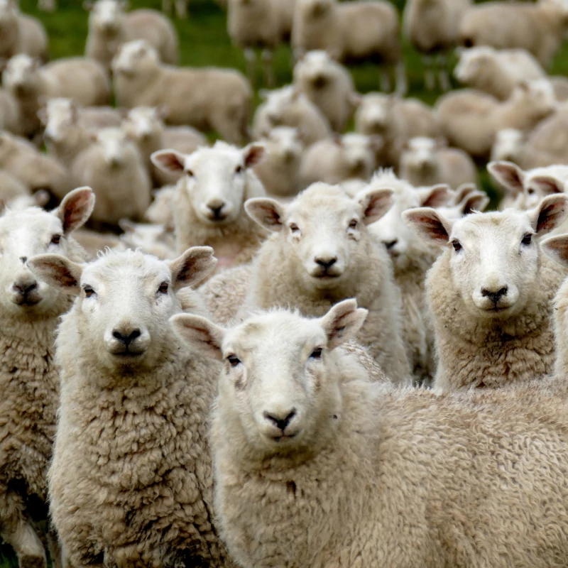 Овца куйбышевской породы - изображение 2