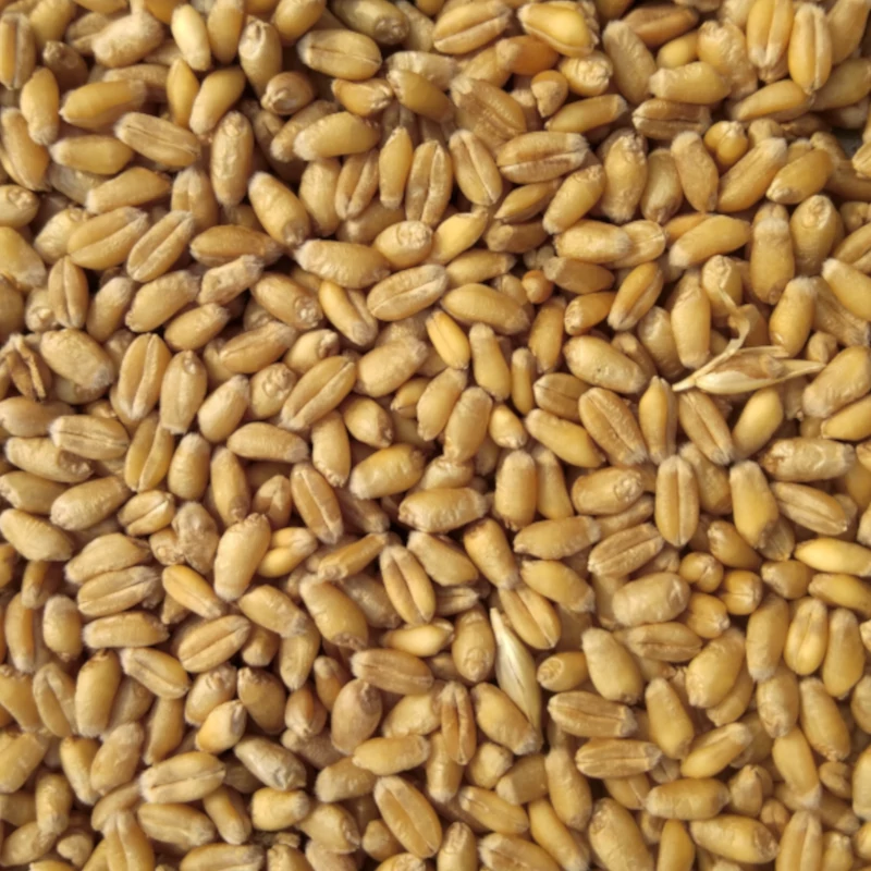Пшеница озимая и яровая - изображение 1